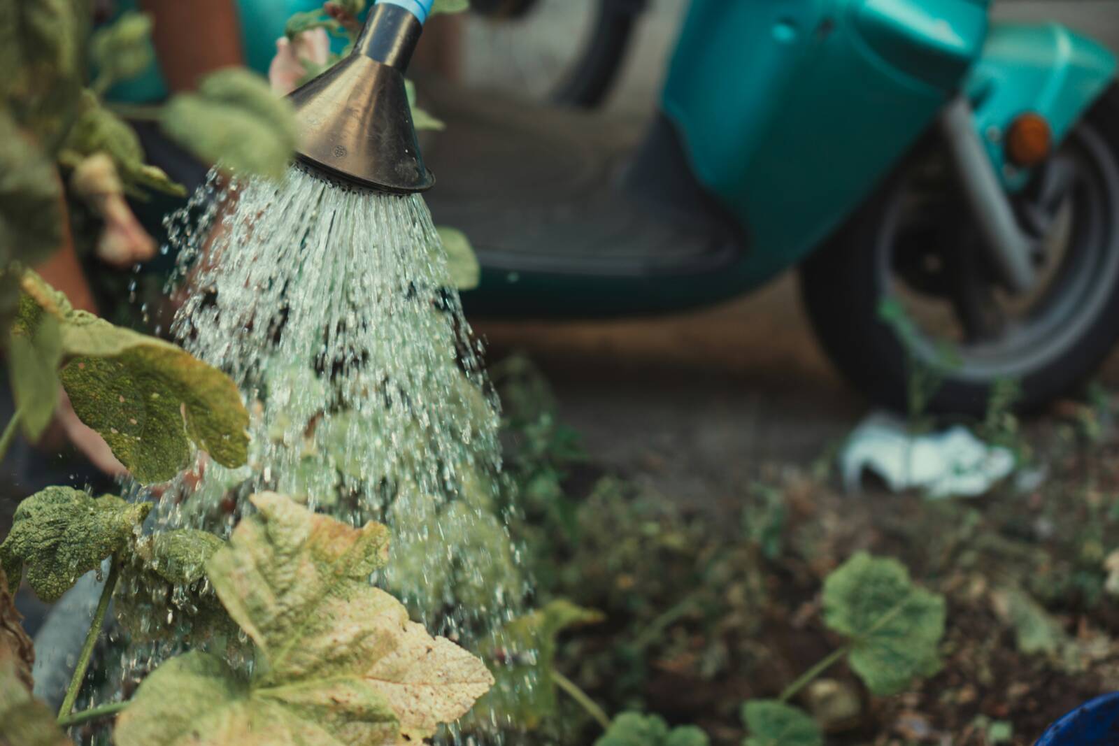Az öntözés nem minden esetben megfelelő (Forrás: Jonathan Kemper / Unsplash)