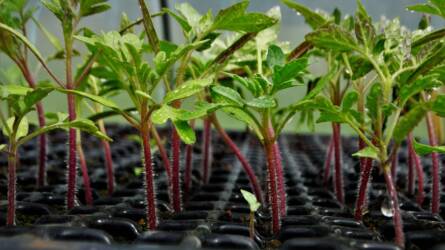 Mennyi vizet igényelnek a paprika- és paradicsompalánták?