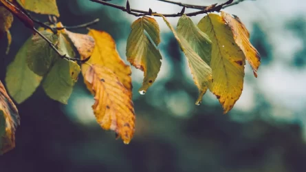 Bio megoldások a sok eső okozta káoszban