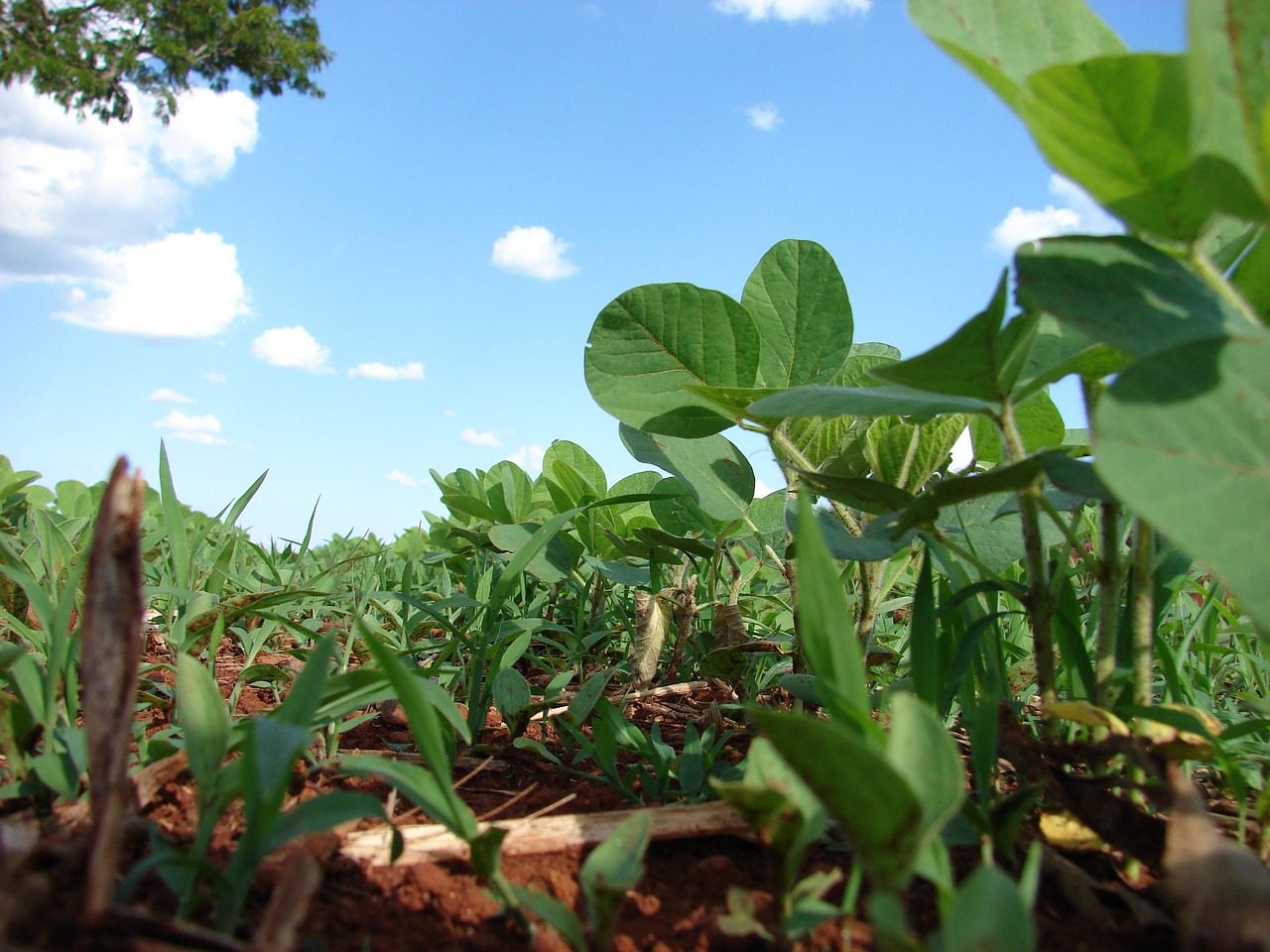 A technológiát most először alkalmazzák agrárkörnyezetben