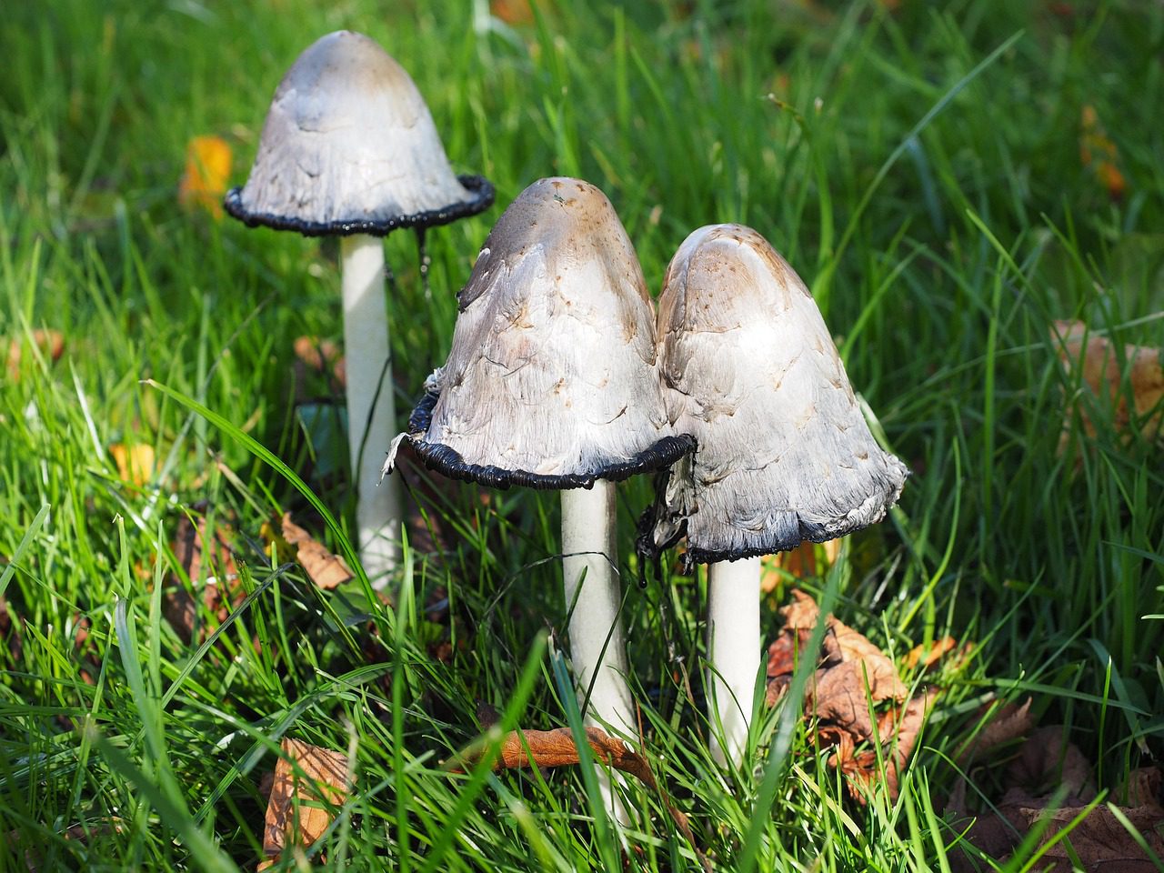 A gyepben leggyakrabban megjelenő gombák közé tartoznak a tintagombák