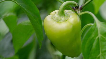Így ismerheti fel, ha a paprika szenved – mentse meg időben!