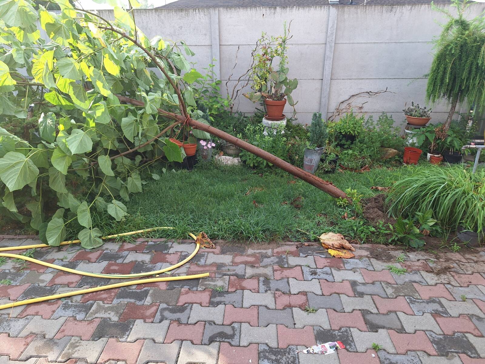 A császárfát a vihar kiborította