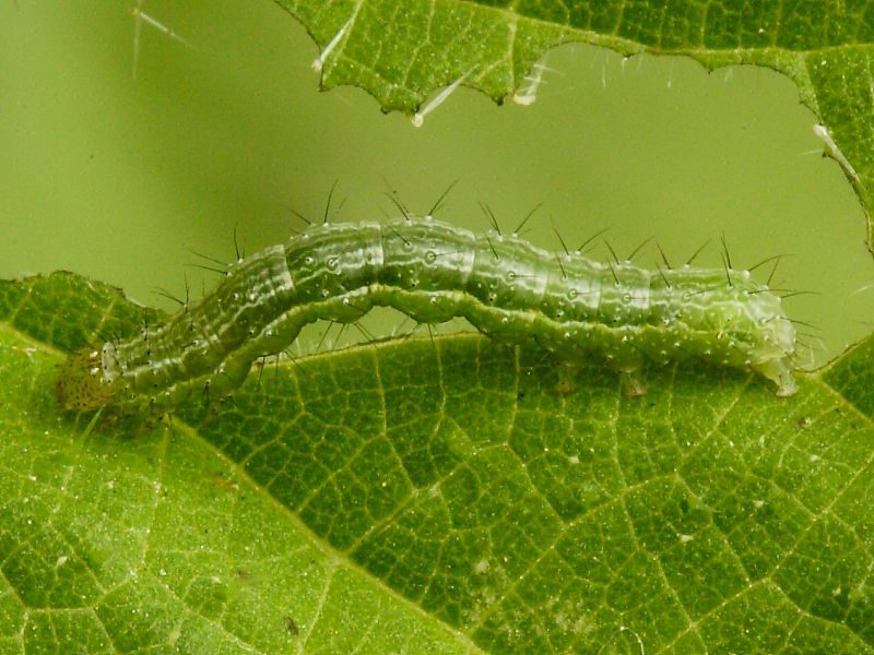 Gamma bagolylepke lárvája