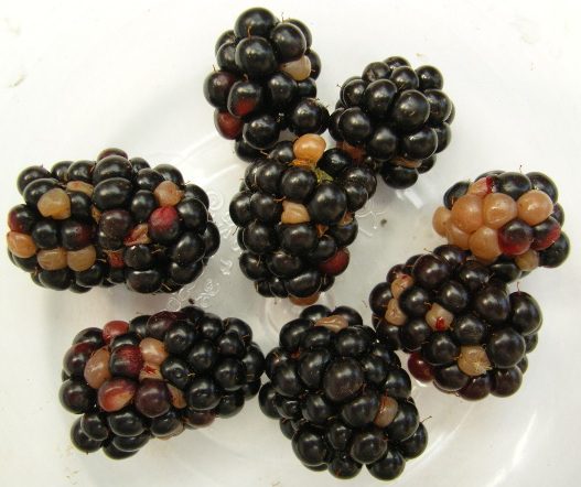 Szederatka
