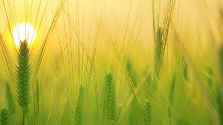 Hyvido Neo- vírusrezisztens hibrid árpák a Syngenta-tól