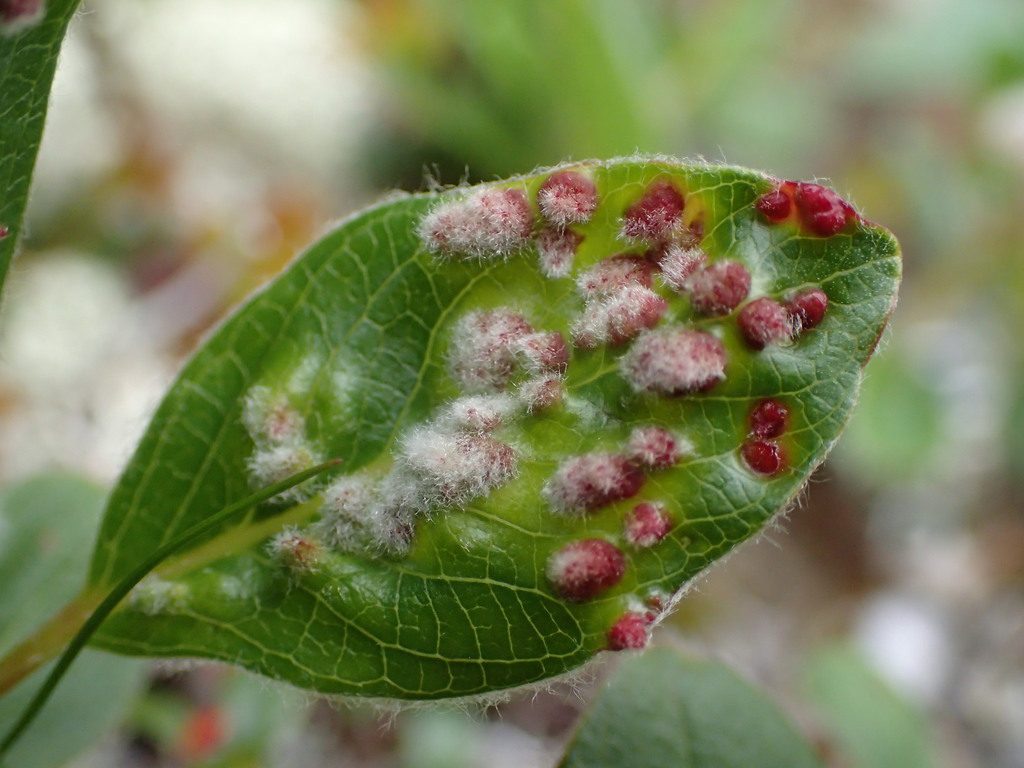 Alma gubacsatka