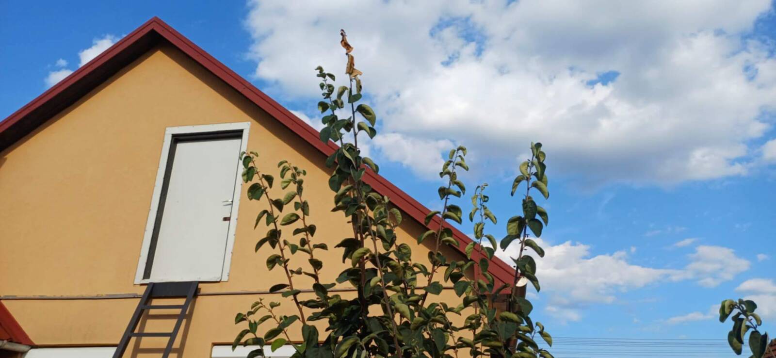 Birsalma hajtásvégi elhalás