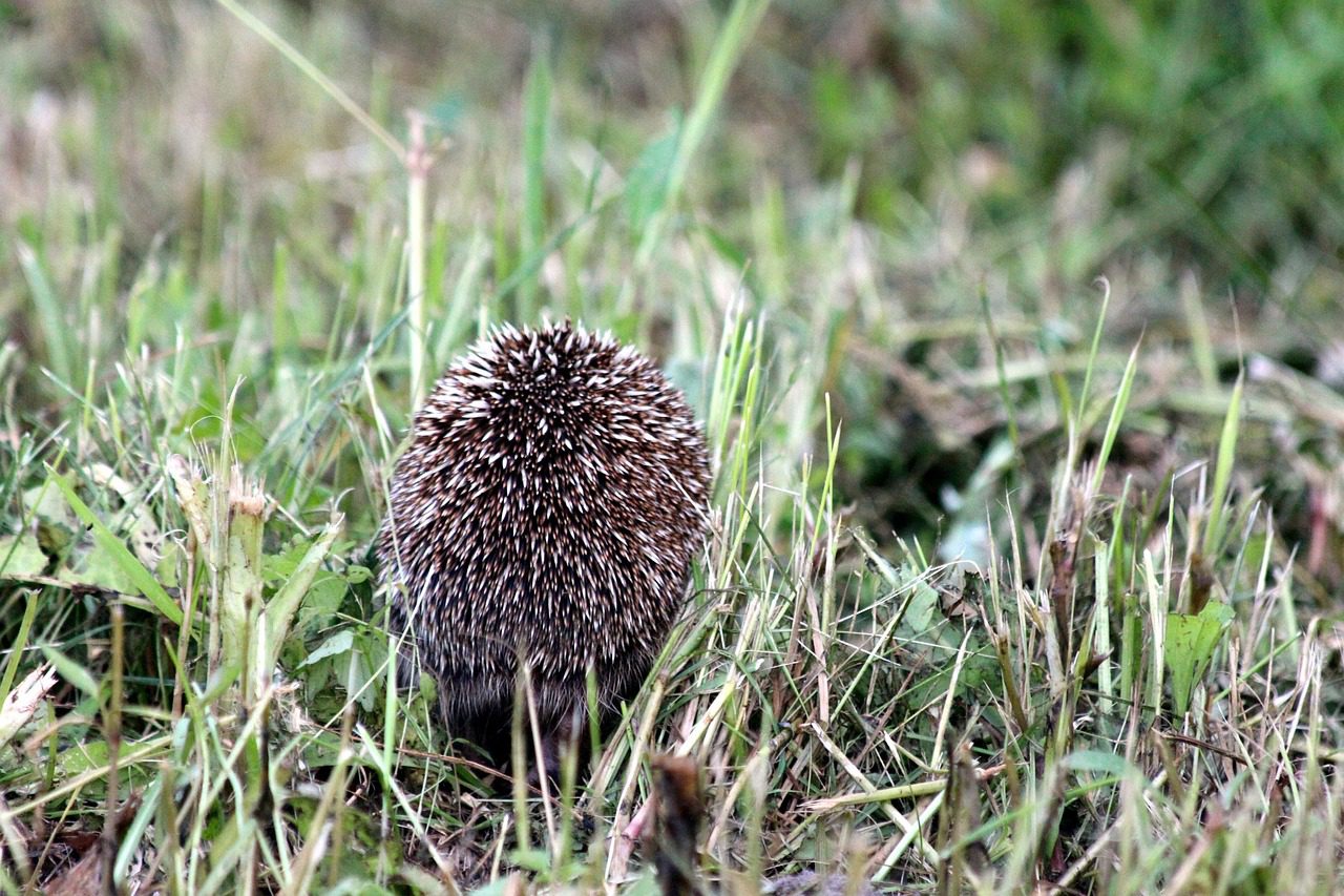 Kertekben, parkokban, erdőben is találkozhatunk a magányosan battyogó felnőtt egyedekkel