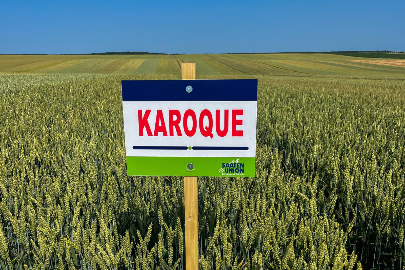 A KAROQUE vetésével nem kell sem minőségi, sem mennyiségi kompromisszumot kötni