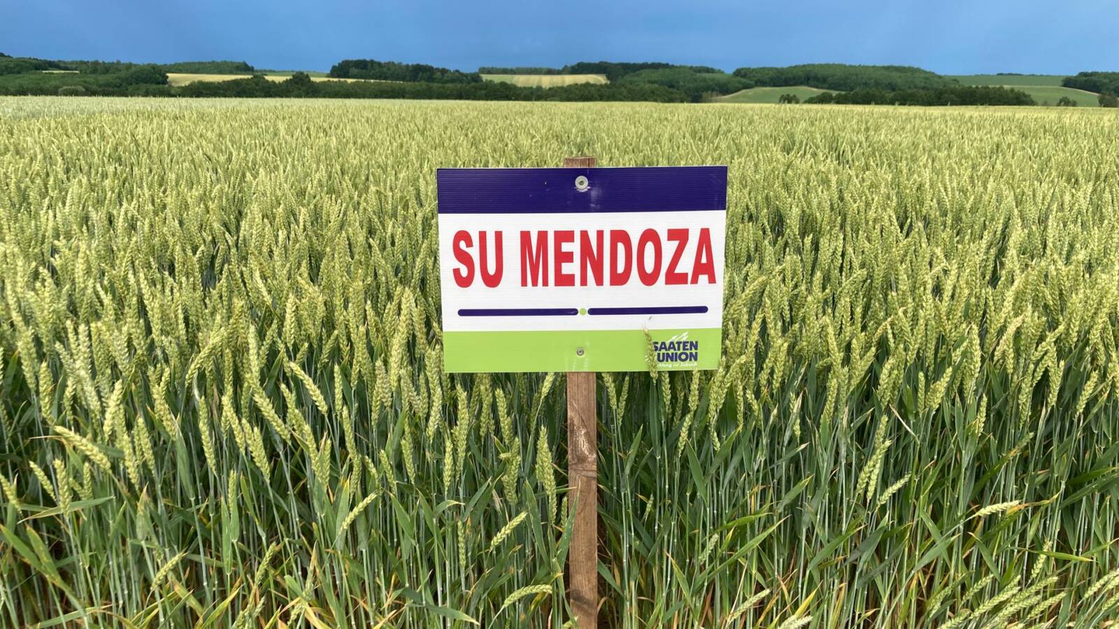 AZ SU MENDOZA az egész országban nagyon stabilan és sokat terem, ráadásul kiváló a betegség-ellenálló képessége
