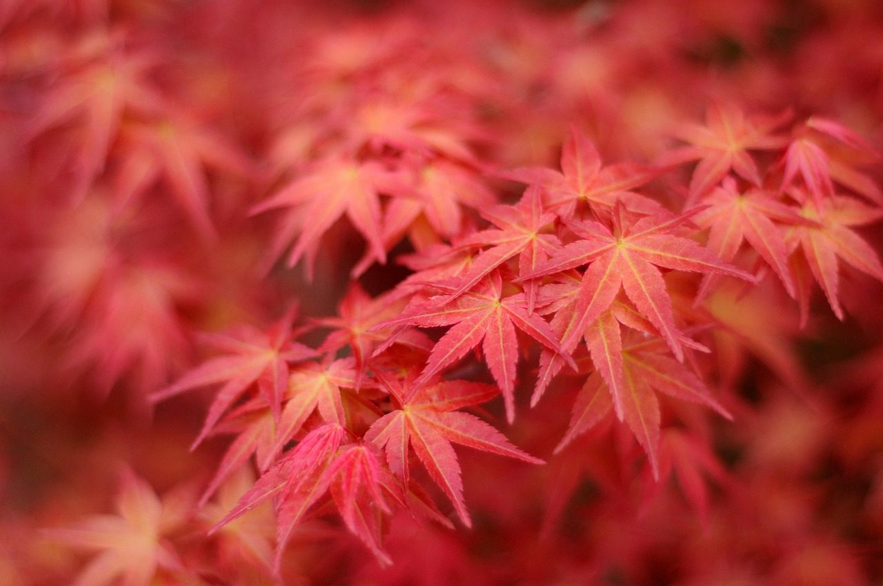 Japán juhar