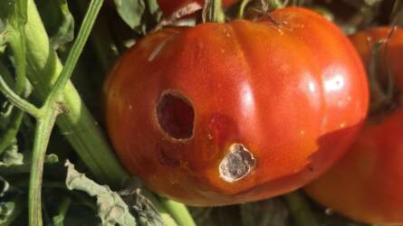 Mitől lesznek lyukak a paradicsom és a paprika termésein?