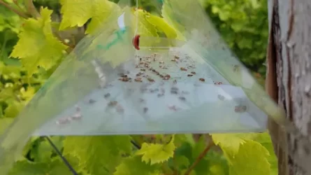 Szőlőmoly ellen szárnyakkal – kutatás igazolja a hatékonyságot