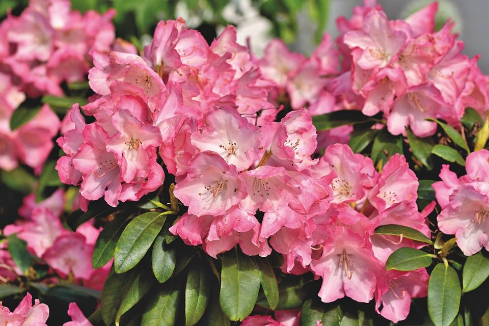 Rododendron
