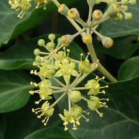 Közönséges borostyán (Hedera helix) virágzata