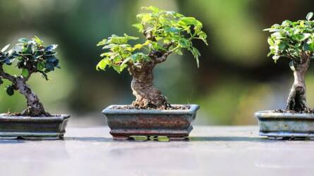 Bonsai metszése: alapok kezdőknek