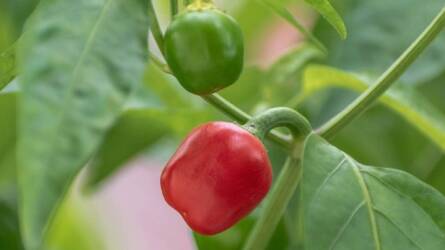 Meddig maradhat kint a paprika? Mentse meg időben!