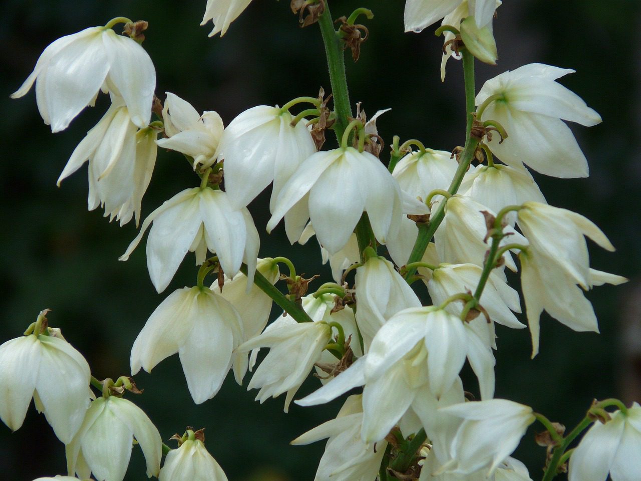 Yucca filamentosa virágai