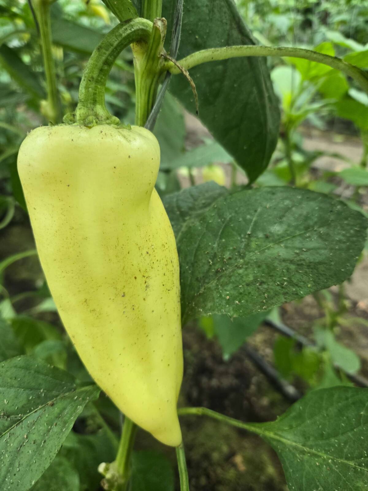 Paprika levéltetű kártétellel