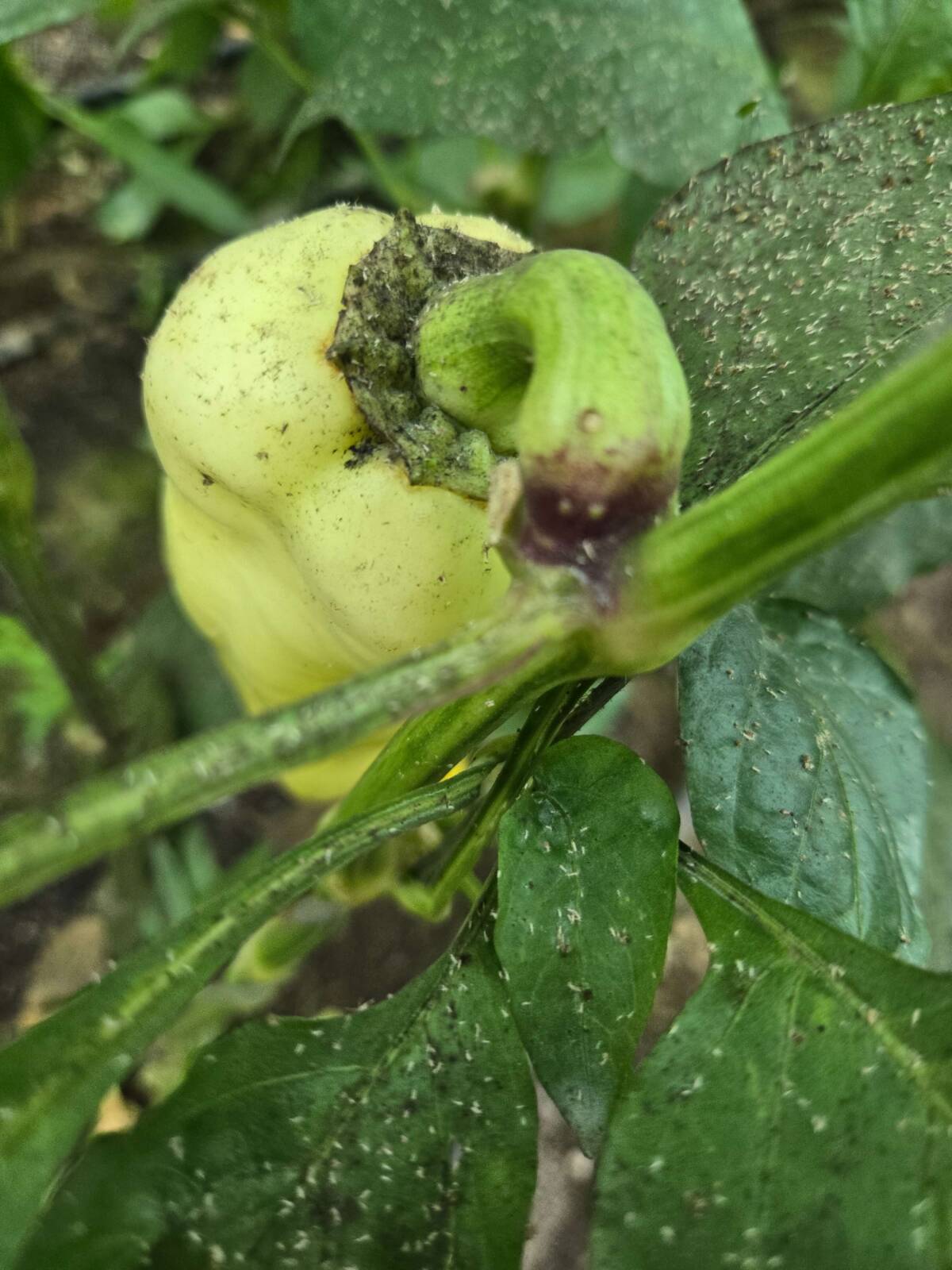 Paprika levéltetű kártétellel