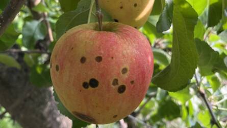 Kertészeti növényvédelmi előrejelzés: még mindig tart a szezon!