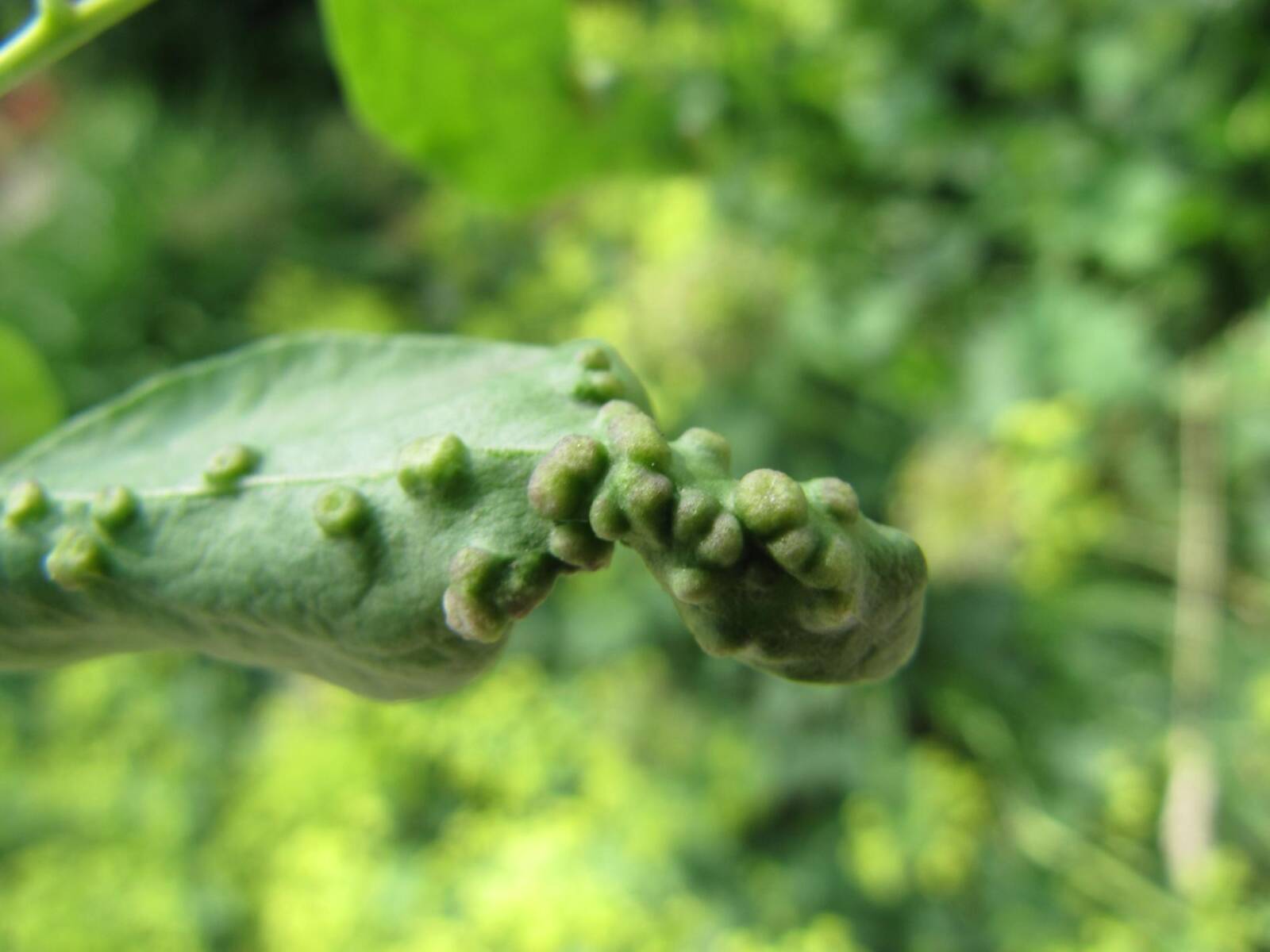 A gubacsfejlődést levéldeformáció követi