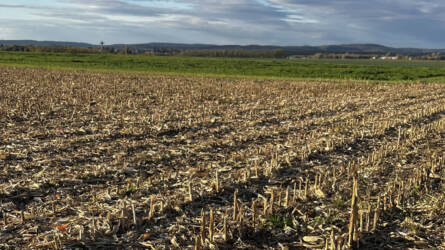 Szántóföldi növényvédelmi előrejelzés: végre csírázik az őszi vetés
