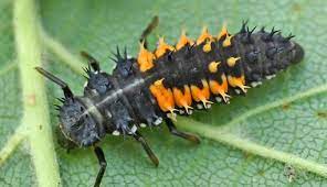 Harlekinkatica lárvája