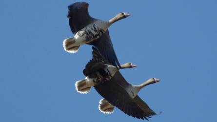 Halastavi Vadlúdles