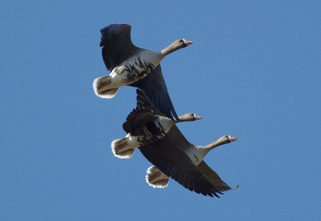 Hortobágyi vadludak