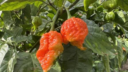 Chili termesztése a kezdetektől – hobbiból vállalkozás