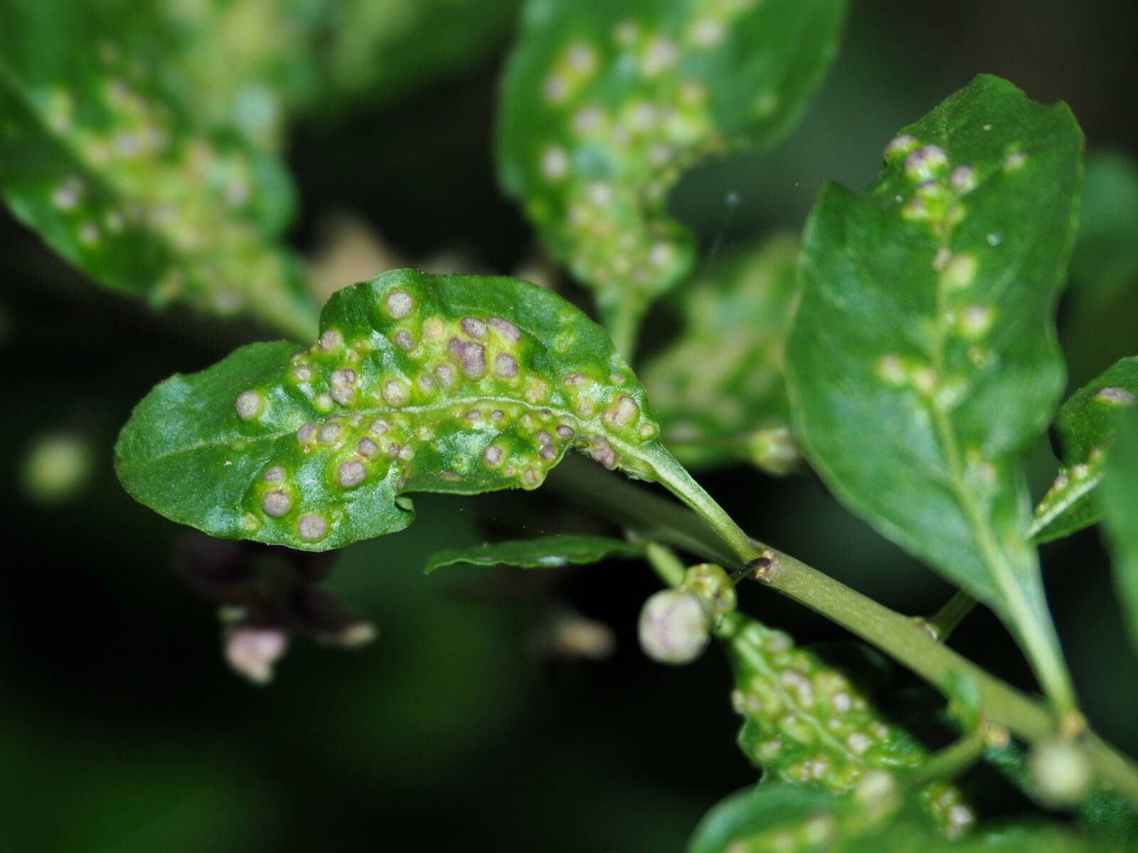 Ördögcérna gubacsatka kártétele levélen