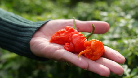 Hobbiból vállalkozás - chili termesztése a kezdetektől