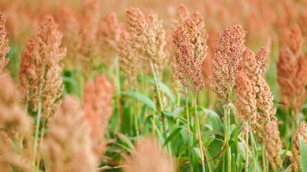 Van élet az Alföldön a kukorica után - Gazdainterjú