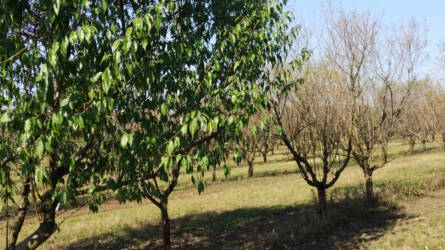 Tápanyag-tartalékolás télre