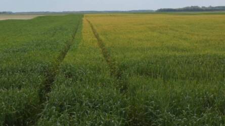 Kórokozók furcsa történetei – Régi rémek, új félreértések