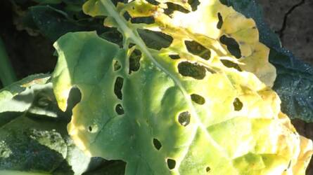 Hatalmas repce – nagyobb kártevőveszély!