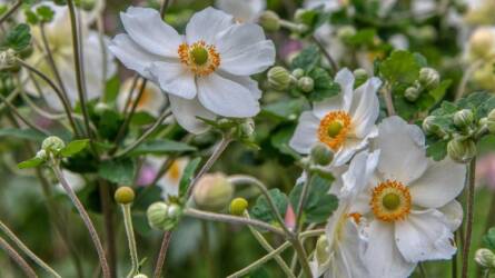 5+1 dísznövény, amit most érdemes elültetni, hogy tavasszal robbanjon a kert