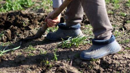 Hosszú kórházi kezelés után fogott agrárvállalkozásba egy férfi, és megtalálta magának az aranytojást tojó tyúkot