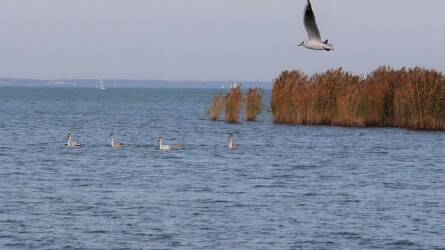 Elszaporodott egy emberre is veszélyes állat a Balaton környékén, ezrével pusztítják, mégis képtelenség kordában tartani