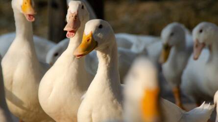 Újra felütötte fejét a madárinfluenza Magyarországon