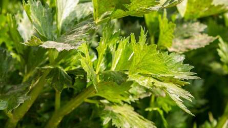 A zeller betakarítása: mikor, mit és hogyan érdemes szedni?