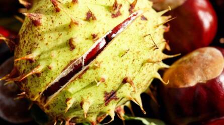 Gesztenyével mosni? Így készül a természetes mosószer