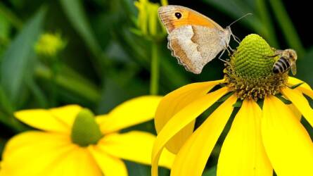 Méhkímélő kert ősszel is – hogyan segíthetünk a beporzóknak?