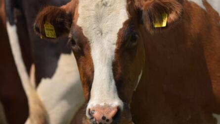 Madárinfluenza tehenekben: a tej sem biztonságos?