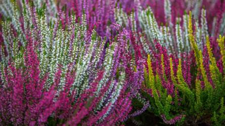 Mi a különbség a csarab és a hanga között?