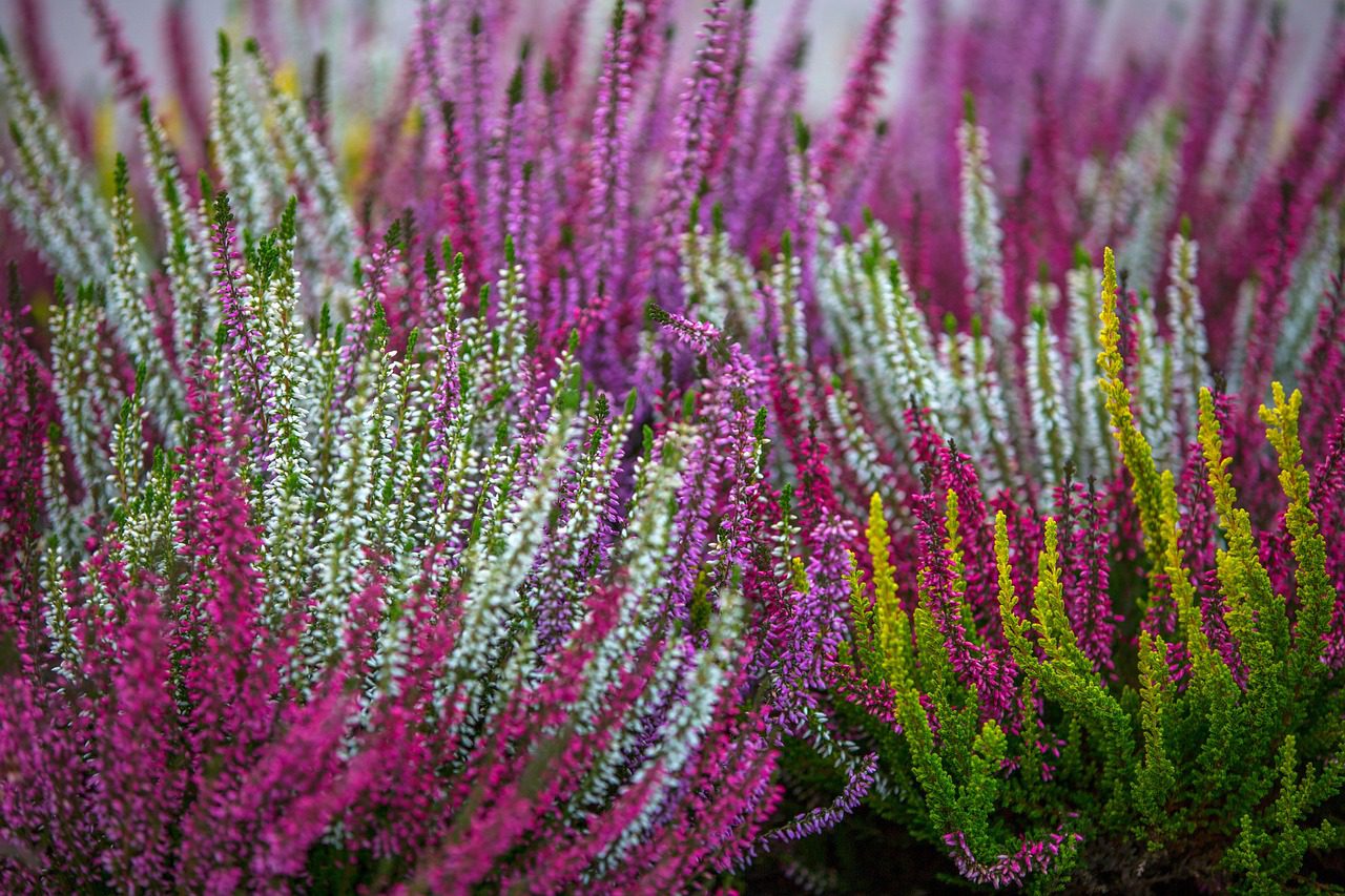 Közönséges csarab