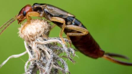 Ne űzze el a fülbemászókat! Ezért hasznosak...
