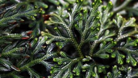 A Föld 4 legellenállóbb növénye: a túlélés mesterei